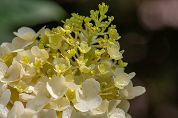 istock Details of green and white hydrangea blossoms 1166492548