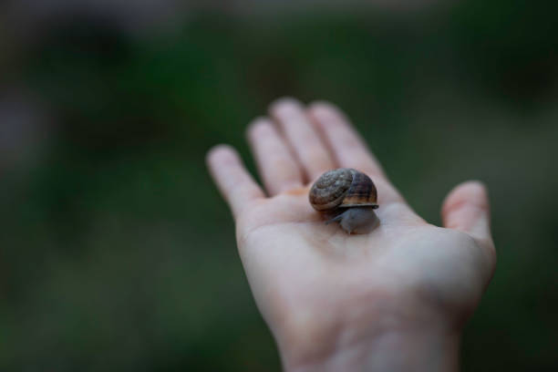 istock Woman hand holding a snail outdoors closeup shot with copy space 1166495559