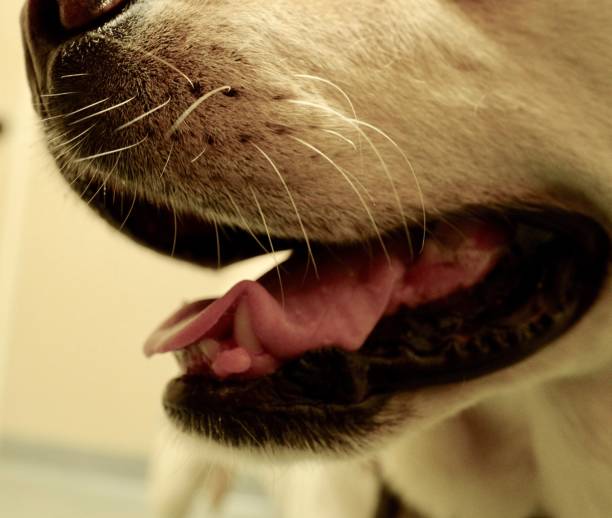 istock Epulides on a dog gum 1166496225