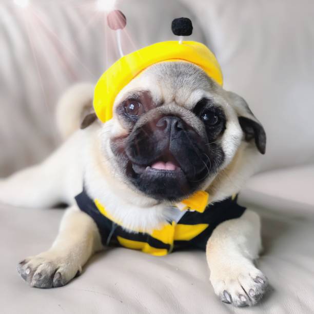 Pug puppy in a bumble bee suit, cosplay Pug puppy bee costume stock pictures, royalty-free photos & images