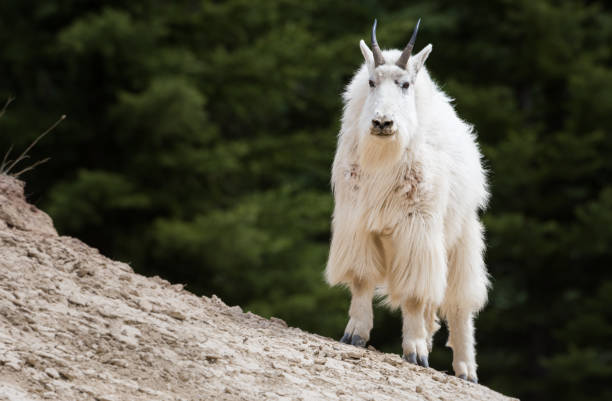 Mountain goat stock photo