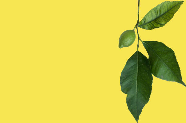 istock design, foliage, colors, tree branch, forest, beautiful, fresh, border, isolated, summer, frame, green, garden, copy space, background, concept, white, wallpaper, natural, nature, plant, leaf, texture, tree, blank, empty, 1166497249
