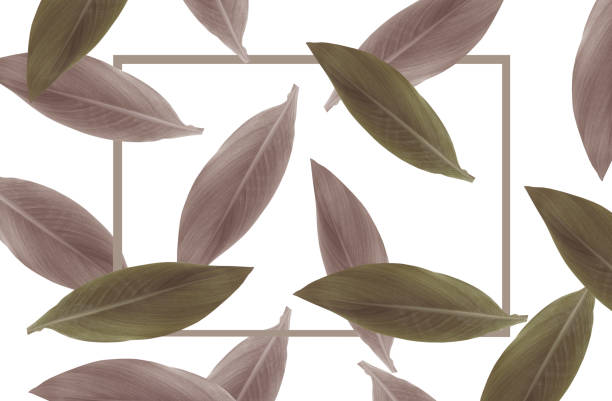 istock design, foliage, colors, tree branch, forest, beautiful, fresh, border, isolated, summer, frame, green, garden, copy space, background, concept, white, wallpaper, natural, nature, plant, leaf, texture, tree, blank, empty, 1166497577