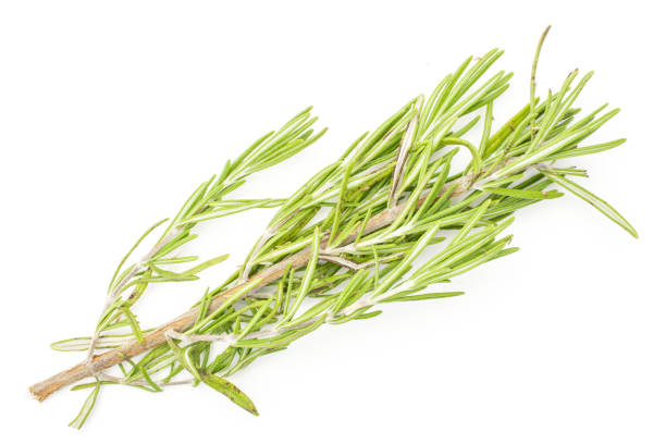 istock Fresh rosemary herb isolated on white 1166498373