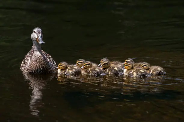 Mallard duck with duclings following close in the water