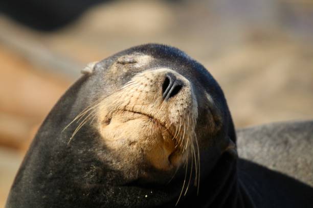 istock One California Sea Lion Sleeping on the rocks 1166498574