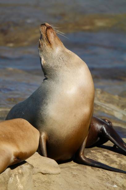 istock One California Sea Lion Sleeping on the rocks 1166498578