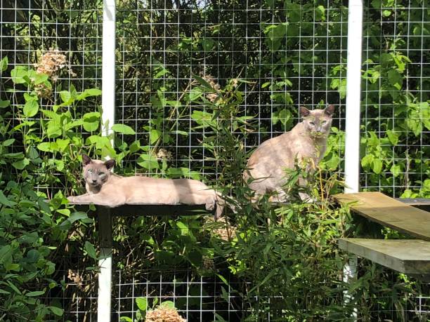 un beau chat tonkinois bleu de vison ams un tortie bleu de vison avec des yeux d'aqua regardant la caméra. - enclos photos et images de collection