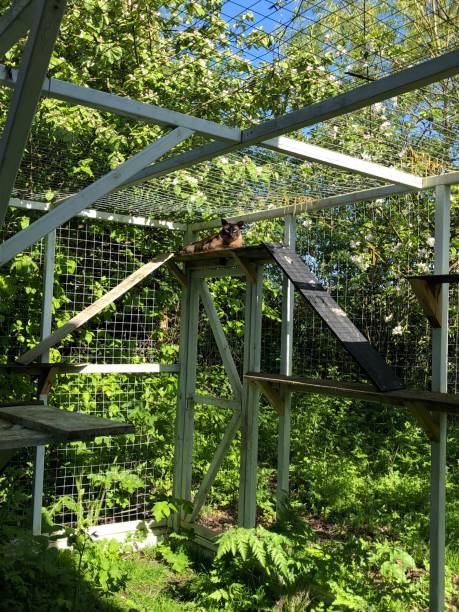 a beautiful  brown mink lounging in his catio / cat run / enclosure enjoying the sun from a perch above - recinto cercado imagens e fotografias de stock