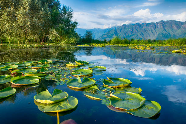 istock Waterplants on Dal Lake, Srinagar, Kashmir, India 1166501691