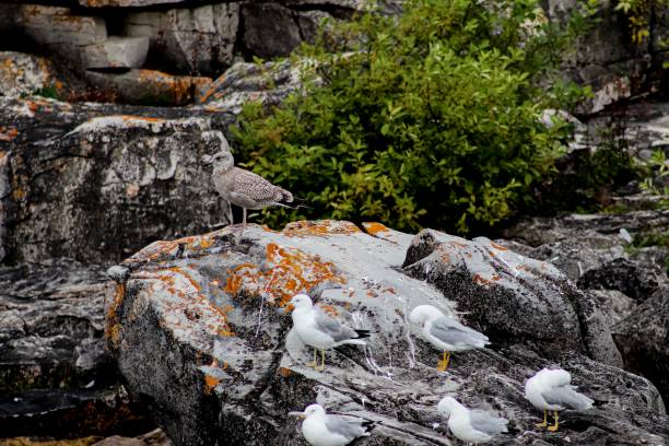 istock Flock of Birds 1166502615