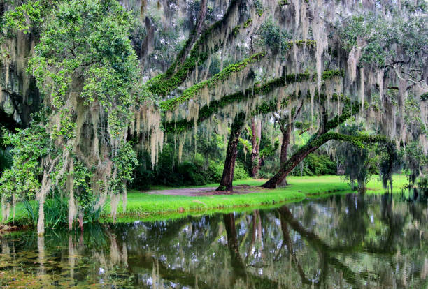 istock Beautiful southern nature background. 1166503141