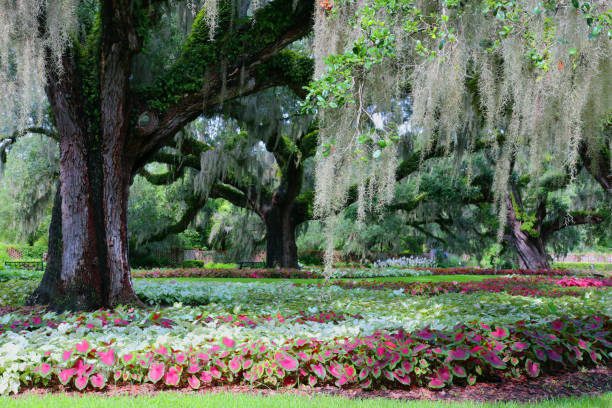 istock Beautiful southern nature background. 1166503187