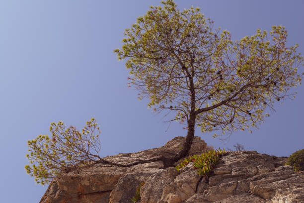 istock Heart-shaped pine tree, clinging to the edge of a cliff 1166503552
