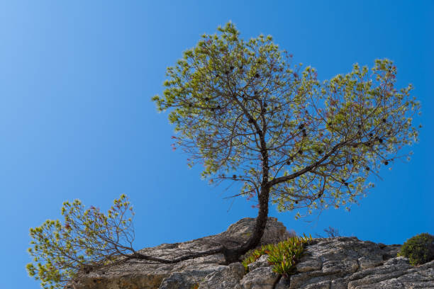 istock Heart-shaped pine tree, clinging to the edge of a cliff 1166504158