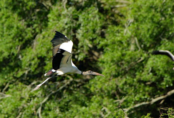 istock A wood stork flying with trees as a background 1166506819