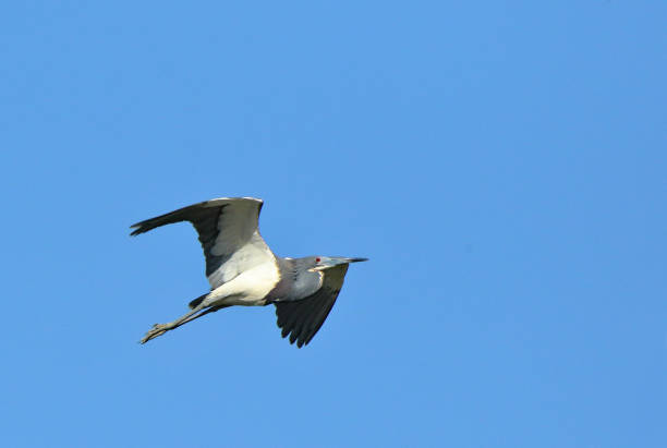 один трехцветный горон летит на голубом небе - tricolored heron стоковые фото и изображения