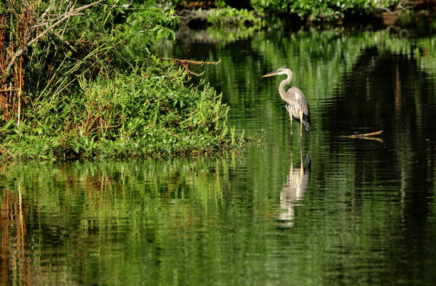 istock A great Blue heron standing in a pond 1166506969