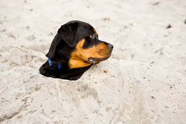 A Rottweiler up to his neck in sand.