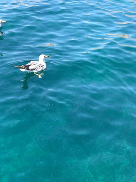 istock Seagull swimming in sea 1166508018