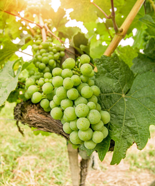 istock Close up of grapevine and stem in a small vineyard 1166508069