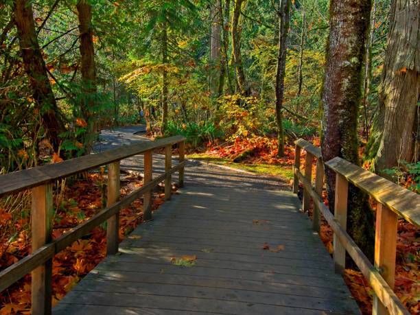 istock Goldstream Park in British Columbia 1166509641