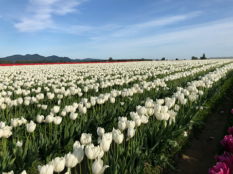Tulips in Peak Bloom seen in Western USA during the spring season