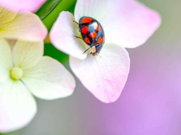 istock Lady bug resting on pink flowers of hydrangea 1166511844