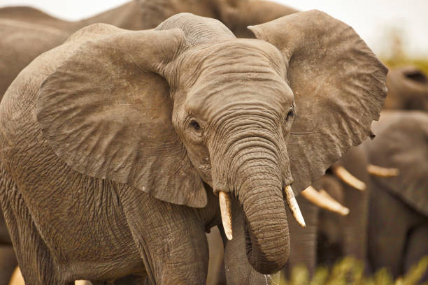 istock Front View Close-Up of Elephants in the Wild 1166512511
