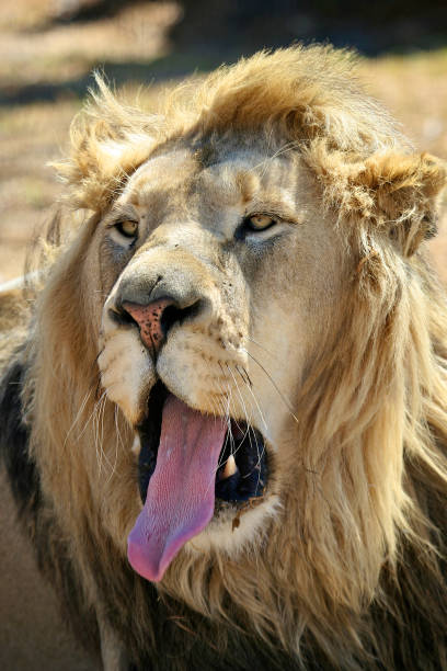 istock Lion Yawning Close Up of Face 1166512585
