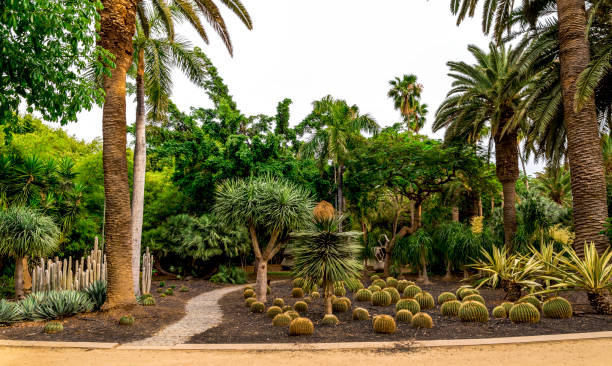 A scenic garden with exotic plants and cactuses planted in Garcia Sanabria, Santa Cruz de Tenerife, Canary Islands, Spain stock photo