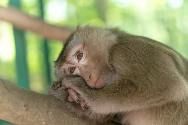 Charming little monkey resting on a tree in the shade from the sun. Animals in the wild.