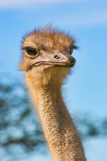 istock Ostrich Head Close Up with Twisted Neck Looking Sideways 1166513009