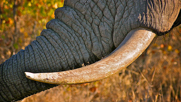 istock Elephant Tusk and Trunk Close Up 1166513033