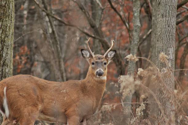 buck junge männliche hirsch hirsch - forest deer stag male animal stock-fotos und bilder