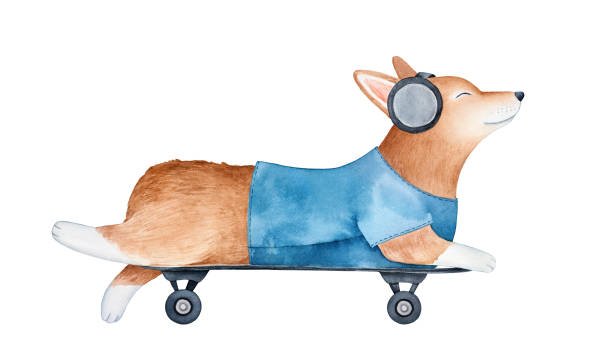 ilustrações, clipart, desenhos animados e ícones de equitação vermelha bonito do filhote de cachorro do corgi do pembroke galês no skate e escutando a música com os auscultadores pretos grandes. mão desenhada cor da água pintura gráfica, recorte elemento para a decoração de design criativo. - listening music illustration and painting hand drawn