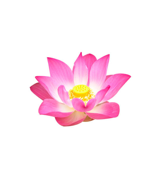 istock Beautiful lotus flower 1166518515