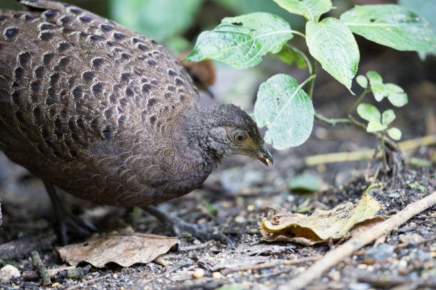istock Pheasant Birds : Adult female Grey Peacock-pheasant (Polyplectron bicalcaratum) 1166518645
