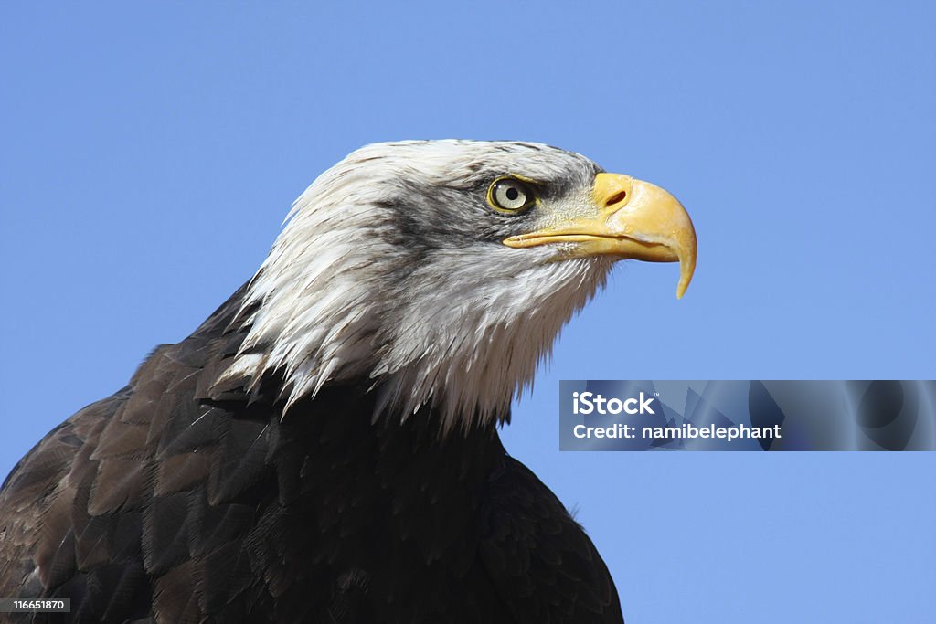 soon eagle portrait of a bald eagle with blue sky Animal Body Part Stock Photo