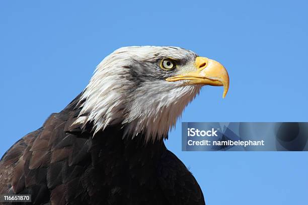 Soon Eagle Stock Photo - Download Image Now - Animal Body Part, Animal Head, Animal Wildlife