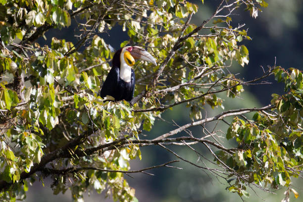 pássaro de hornbill: o macho adulto wreathed o hornbill (undulatus de rhyticeros) - wreathed hornbill - fotografias e filmes do acervo