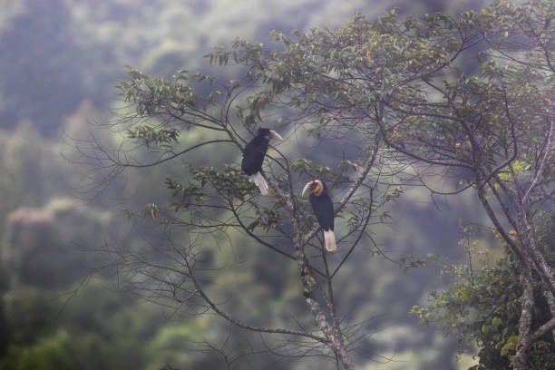 Hornbill bird : adult Wreathed hornbill (Rhyticeros undulatus) Beautiful a couple of adult Wreathed hornbill (Rhyticeros undulatus), or bar-pouched wreathed hornbill, high angle view, side shot, in the morning while the surrounding covered with fog perching on the branch of the tree in tropical montane forest, Chong Yen, Mae Wong National Park, northern of Thailand. wreathed hornbill stock pictures, royalty-free photos & images