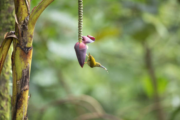 istock Adult Streaked spiderhunter (Arachnothera magna) 1166519481