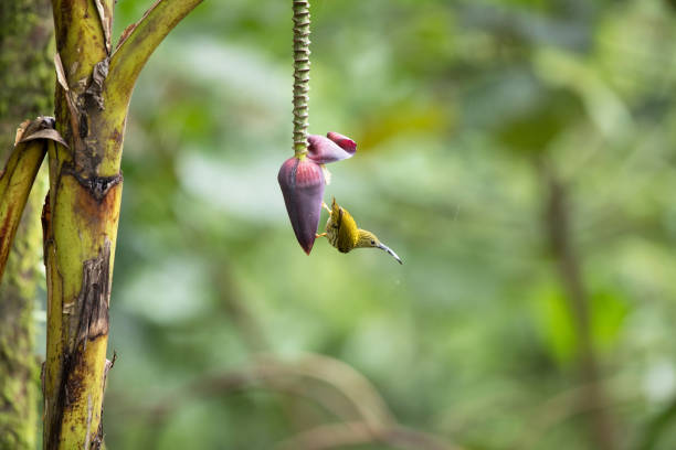 istock Adult Streaked spiderhunter (Arachnothera magna) 1166519483