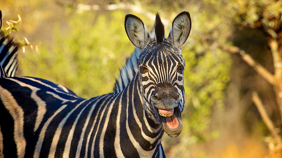 South African Zebra with the look of a Smile