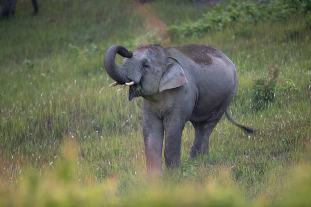 istock Adult male Asian elephant (Elephas maximus) 1166520302