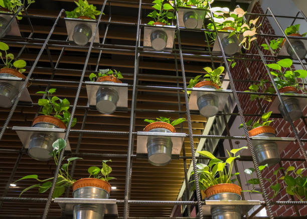 istock Rows of Golden Pothos (Devil's Ivy) in a pots 1166520318