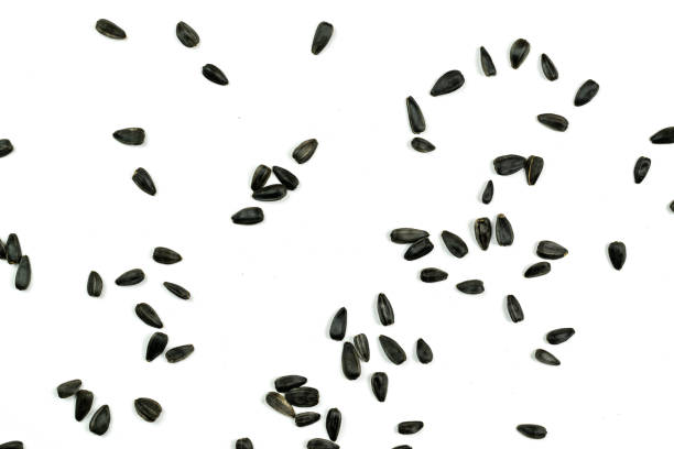 istock Sunflower seeds, background or texture isolated on white. lose-up. 1166521511