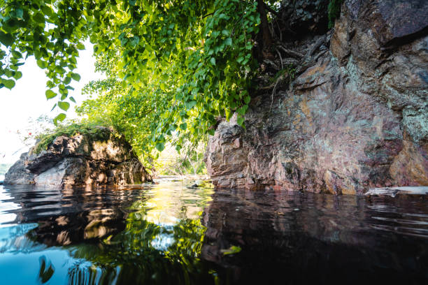 istock Green leaves above the water surface 1166522103