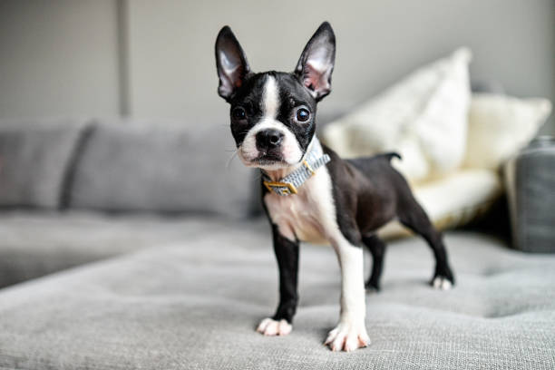 istock Puppy Boston Terrier with Big Ears Looking at Camera 1166523594